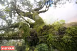 Ancient Shan Tuyet tea trees recognized as Vietnamese heritage tree