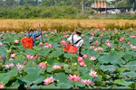 Lotus blossoms in Hue