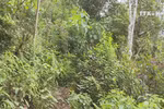 Lai Chau preserves ancient Shan Tuyet tea tree