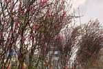 Peach and pear blossoms welcome First Full Moon Festival
