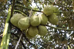 Vietnamese durian (Photo: VNA)