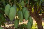 Vietnamese green mango exports to Australia double in H1