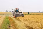 Long An to expand high-quality, hi-tech rice farming