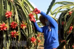 Fruit, vegetable exporters need to focus on policy changes: conference
