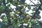 Mu Cang Chai boosts Son Tra apple cultivation