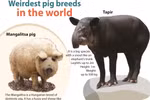 Weirdest pig breeds in the world