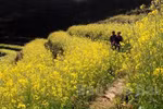 New plants to bloom across terrace fields in Mu Cang Chai