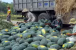 Vietnamese, Chinese firms ink watermelon trade deals 