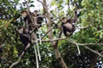 Dong Nai province moves to protect black-shanked douc langurs 