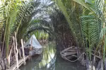 Nipa palm afforestation tour to be launched