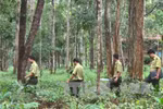 Central Highlands to plant 12,500 hectares of forest