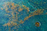 Seaweed harvest underway in Quang Ngai
