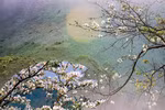 Activities planned for Ban Flower Festival 2024