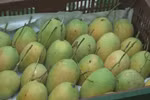 Vietnam 13th largest mango supplier for US