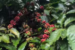 Ample room for Vietnamese coffee exports to Spain