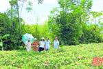 Thanh Hoa moves to develop agricultural specialties