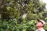 Lam Dong aims to grow 26,000 hectares of macadamia