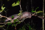 Two endangered animals handed over to national park