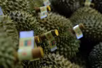 Lam Dong ships its first 70 tonnes of durian to China