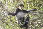 Endangered animals to be protected in Quang Ngai, Dong Nai provinces
