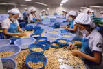 EVFTA helps boost Vietnam’s cashew nut export to France