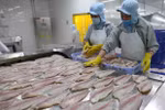 Tra fish production, exports surge