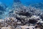 Khanh Hoa exerts efforts to preserve marine ecosystems 