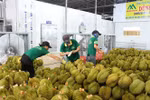 First approved batch of Vietnamese durians en route to China