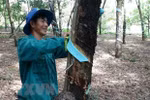 Vietnam ranks third worldwide in terms of rubber export value 