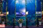 Colourful ornamental fish world