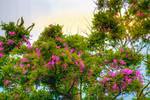 Son Tra Peninsula blooms