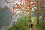 Red silk-cotton flowers light up northwest region