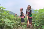 Programmes encouraging local women to remain in Lao Cai