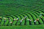 Moc Chau - World’s leading nature destination