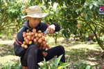 Lychee harvest in Central Highlands a success