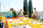 Binh Thuan fishing industry thrives amid pandemic