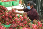 Project looks to bolster Vietnam’s dragon fruit exports to Europe