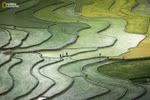 Terrace rice paddy photo among the best in Nat Geo contest