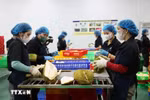 Durian continues to be the largest contributor, bringing in over 3 billion USD in January-October (Photo: VNA)