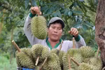 A farmer harvest durian at a garden in Bu Dang district, Binh Phuoc province. (Photo: VNA)
