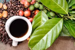 Buon Ma Thuot Coffee Festival 2023 to take place in March