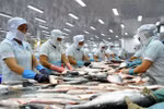 Tra fish by-products to become huge money earner: Experts