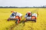 Organic rice farming yields fruits