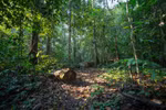 Vietnam gets 41.2 million USD in emission reduction payments
