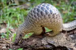 Tay Ninh: 444 wild animals released to nature