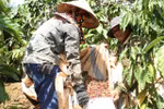 Lam Dong province recognises hi-tech coffee growing area
