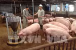 Project helps improve pork safety in Vietnam