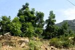 Ninh Thuan to grow more new forests