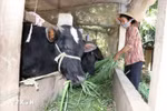 Soc Trang ethnic minority areas reap fruit in poverty alleviation