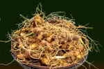 Vietnam builds international brand for ginseng